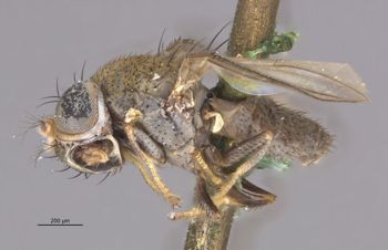 Media type: image;   Entomology 11147 Aspect: habitus lateral view